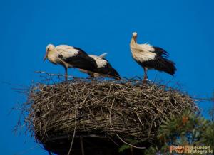 2017-07-14-Ooievaars 010