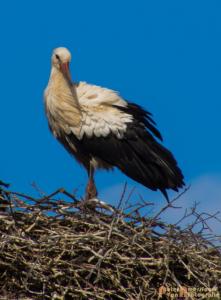 2017-07-14-Ooievaars 012