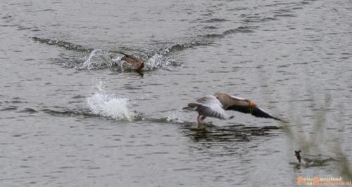 2018-04-09 De Jezuiten Waai 009