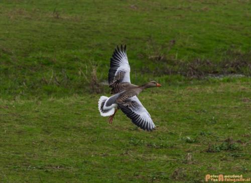 2018-04-09 De Jezuiten Waai 010