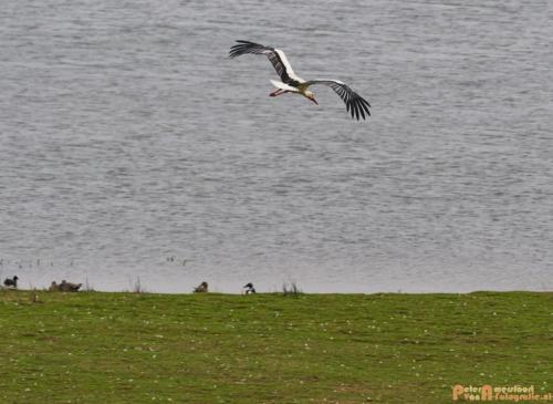 2018-04-09 De Jezuiten Waai 011