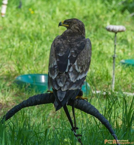 2018-04-21 Elfia 005