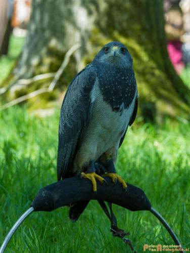 2018-04-21 Elfia 009