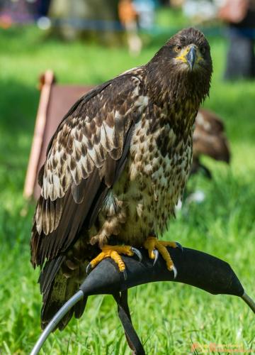 2018-04-21 Elfia 012