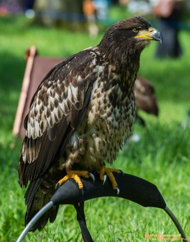 2018-04-21 Elfia 013