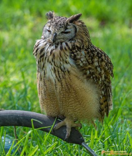 2018-04-21 Elfia 014