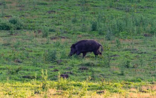2018-06-06 WOP Herikhuizen 001
