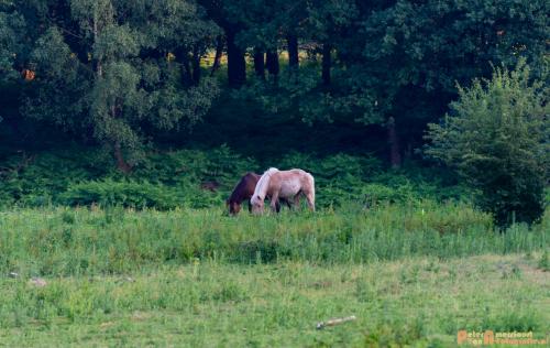 2018-06-06 WOP Herikhuizen 002