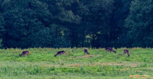 2018-06-06 WOP Herikhuizen 003