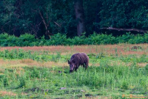 2018-06-06 WOP Herikhuizen 004