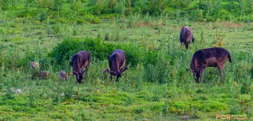 2018-06-06 WOP Herikhuizen 005