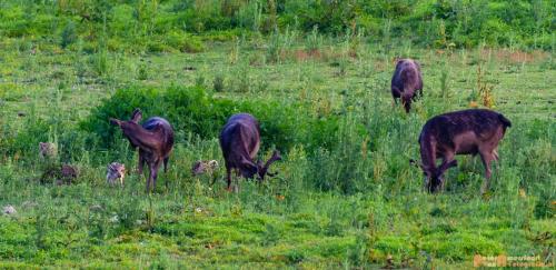 2018-06-06 WOP Herikhuizen 006