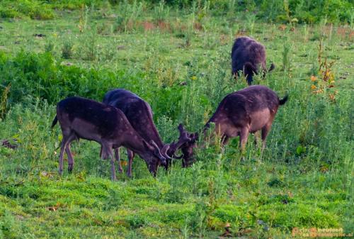 2018-06-06 WOP Herikhuizen 007