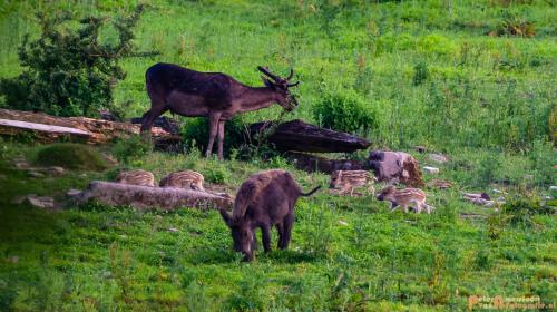 2018-06-06 WOP Herikhuizen 009