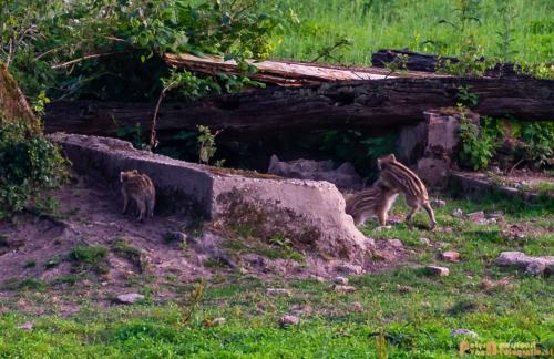 2018-06-06 WOP Herikhuizen 010