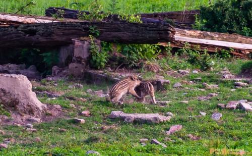 2018-06-06 WOP Herikhuizen 011