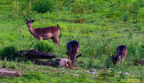 2018-06-06 WOP Herikhuizen 012