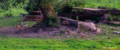 2018-06-06 WOP Herikhuizen 013