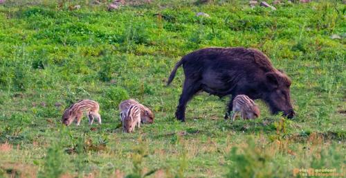 2018-06-06 WOP Herikhuizen 014