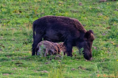 2018-06-06 WOP Herikhuizen 016