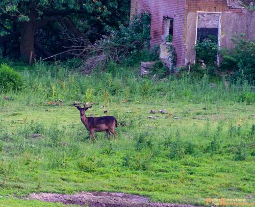 2018-06-06 WOP Herikhuizen 017