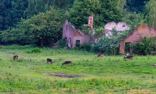 2018-06-06 WOP Herikhuizen 018
