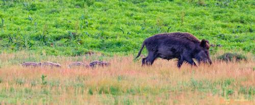 2018-06-06 WOP Herikhuizen 019
