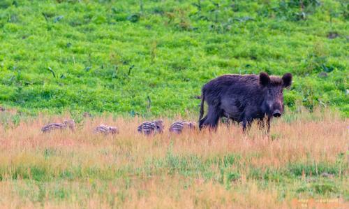 2018-06-06 WOP Herikhuizen 020