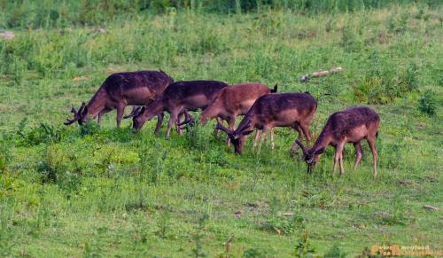 2018-06-06 WOP Herikhuizen 022
