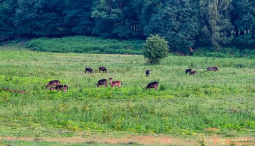 2018-06-06 WOP Herikhuizen 024