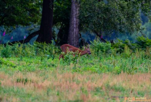 2018-06-06 WOP Herikhuizen 025