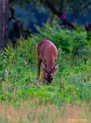 2018-06-06 WOP Herikhuizen 026