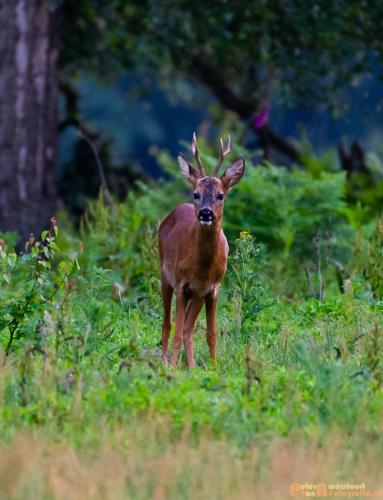 2018-06-06 WOP Herikhuizen 027