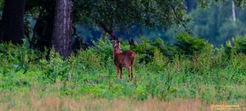 2018-06-06 WOP Herikhuizen 028