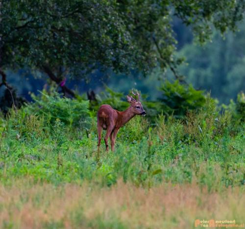 2018-06-06 WOP Herikhuizen 029