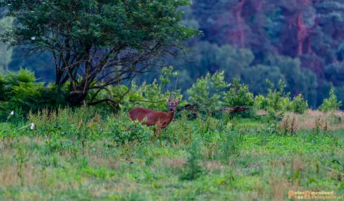 2018-06-06 WOP Herikhuizen 030