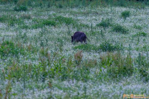 2018-06-06 WOP Herikhuizen 031