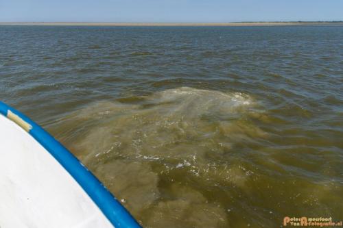 2018-05-26 Vink PV Wadlopen 035