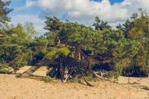 Hollandse-Luchten 042