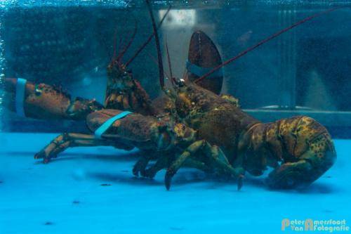 2017-10-28 Workshop Vis fileren en bereiden 009