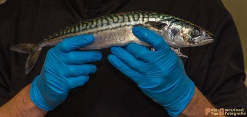 2017-10-28 Workshop Vis fileren en bereiden 022