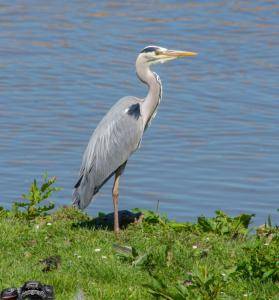 2017-05-26 Zilverwijs-Varen over de Linge-122