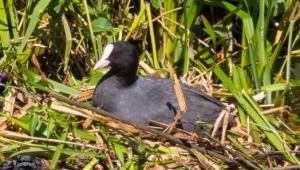 2017-05-26 Zilverwijs-Varen over de Linge-125