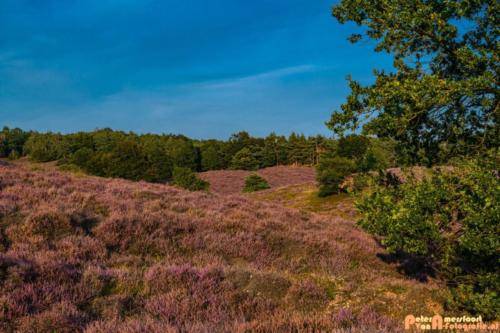 2019-08-20 Posbank Zonsondergang-4