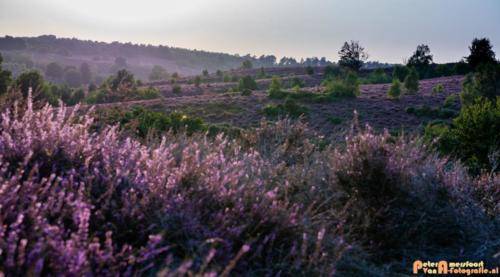 2019-08-20 Posbank Zonsondergang-6