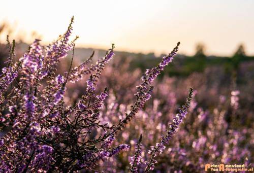 2019-08-20 Posbank Zonsondergang-7