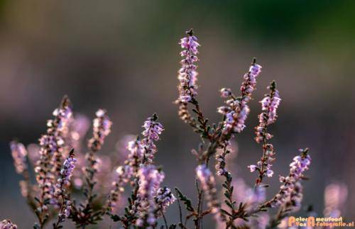 2019-08-20 Posbank Zonsondergang-8