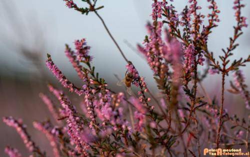 2019-08-20 Posbank Zonsondergang-9