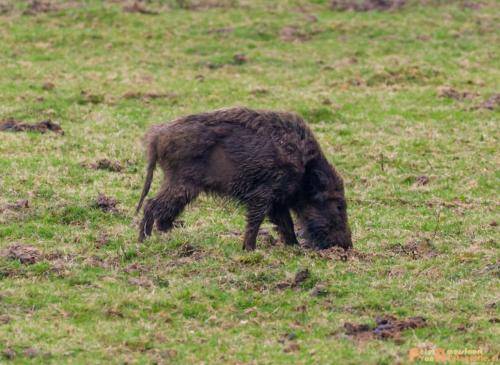 2018-04-11 Herikhuizerveld 001