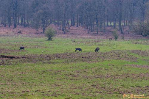 2018-04-11 Herikhuizerveld 004